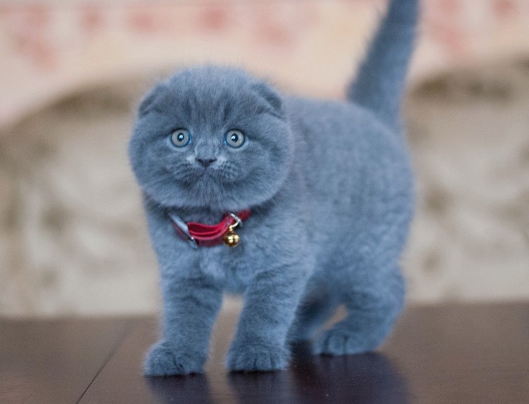 Шотландская вислоухая кошка голубая