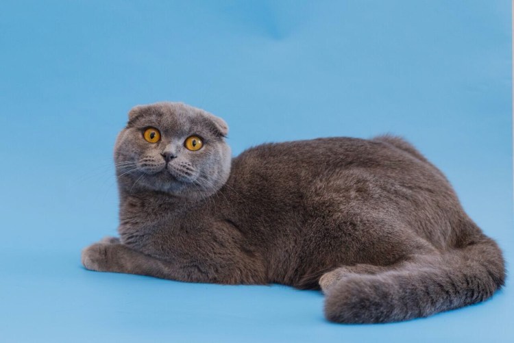 Шотландский вислоухий кот голубой
