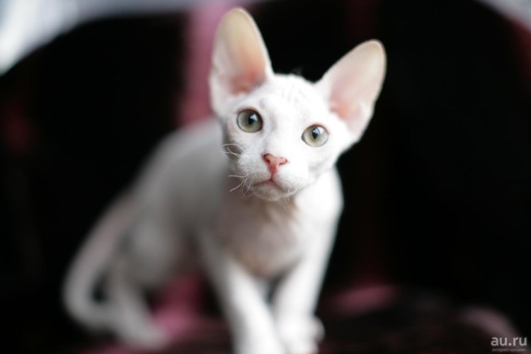 Донской сфинкс велюровый черный