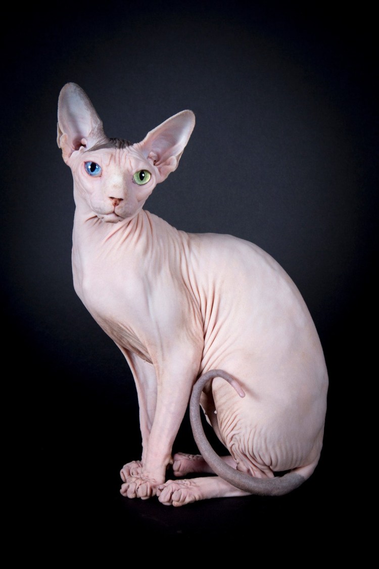 Канадский сфинкс флок