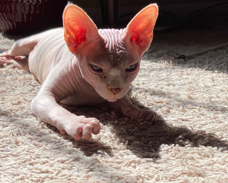 Сфинкс канадский велюровый