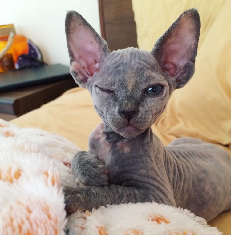 Сфинкс порода кошек Донской