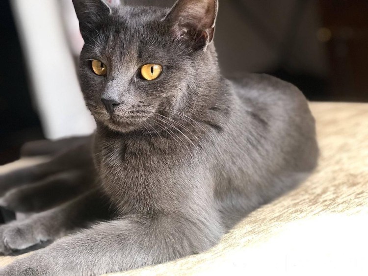 Голубая кошка Корат