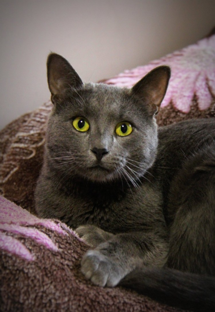 Голубой Мейн кун