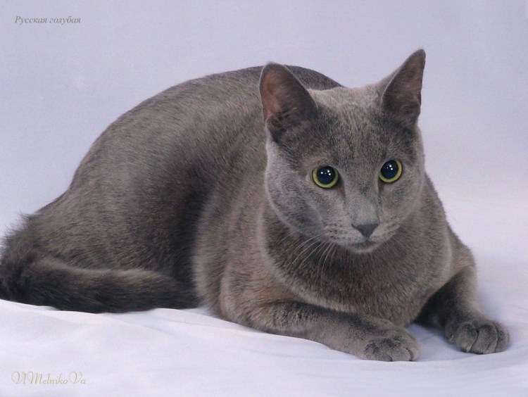 Сибирский голубая кошка короткошерстная