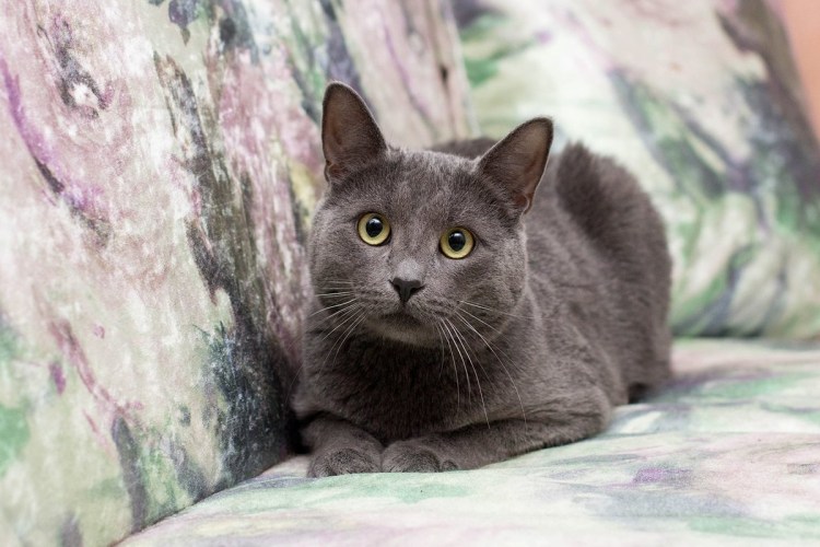 Корат Нибелунг