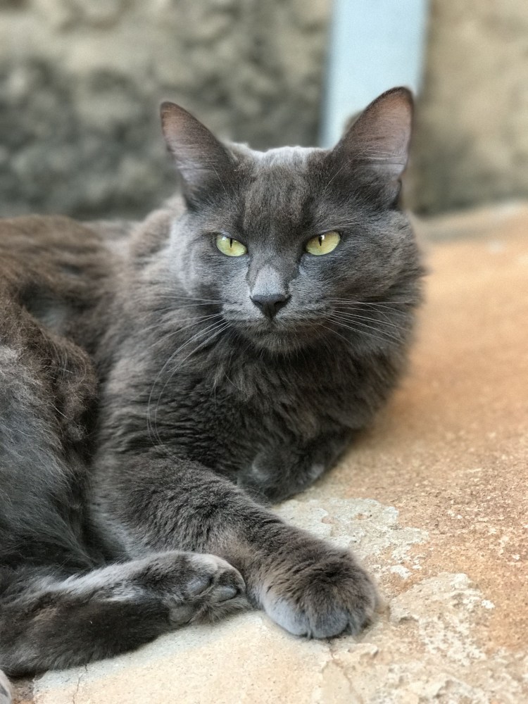 Фенотип русская голубая кошка