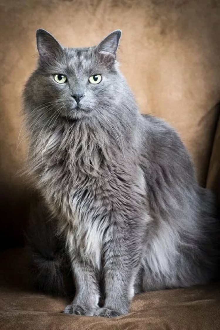 Сибирские Таежные кошки