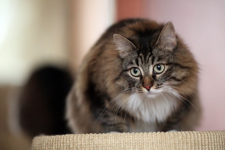 Сибирская кошка