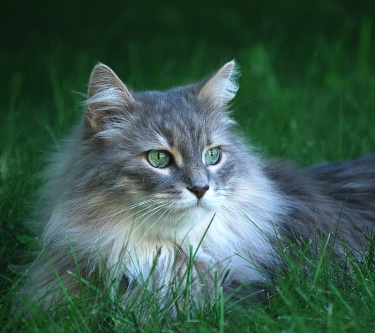 Сибирская кошка длинношерстная мраморная