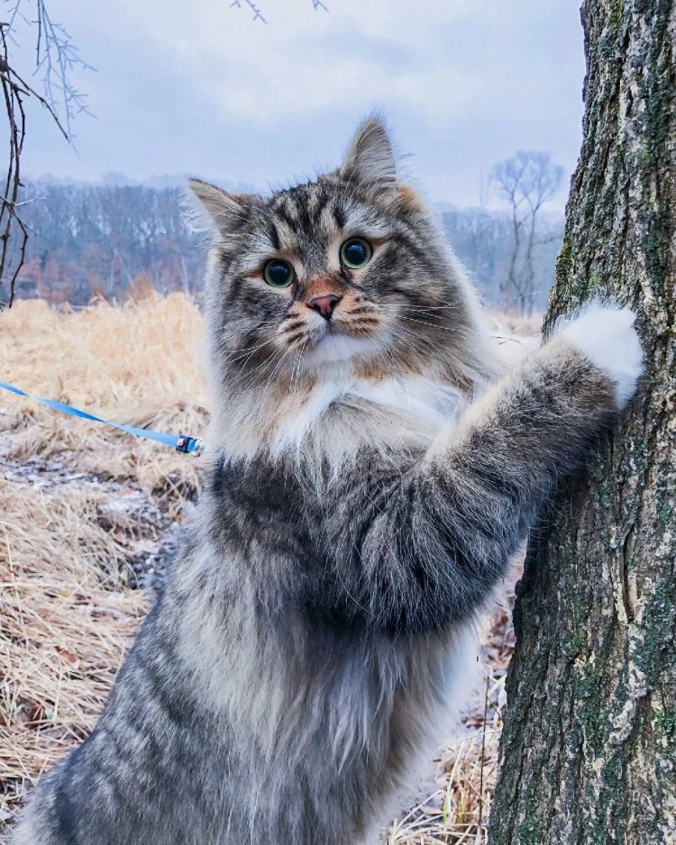 Порода дымчатый лохматый пушистый кот