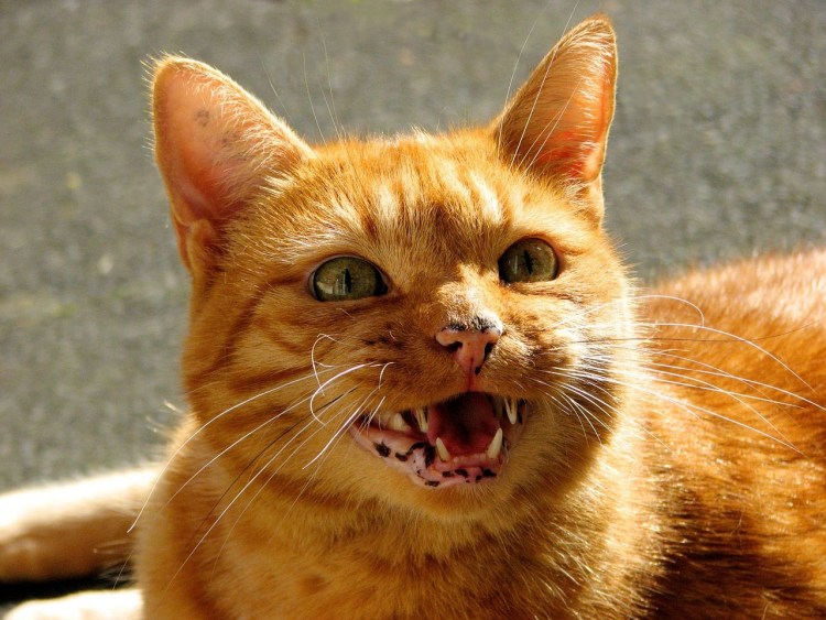 Котейка рыжий