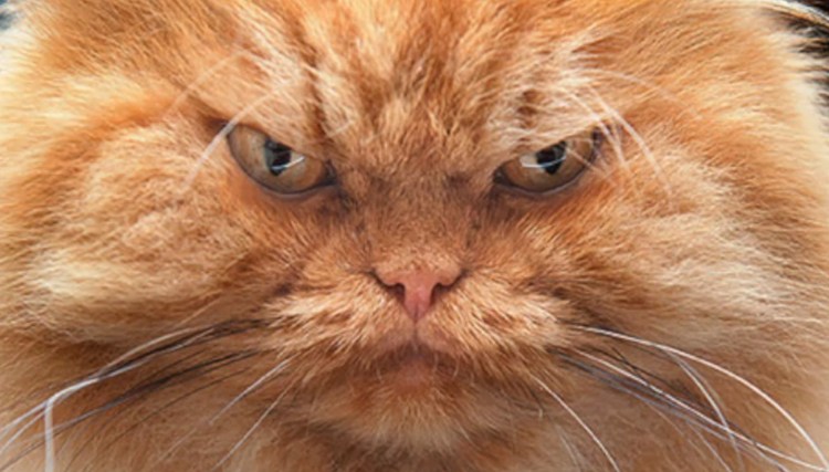 Сердитый рыжий кот