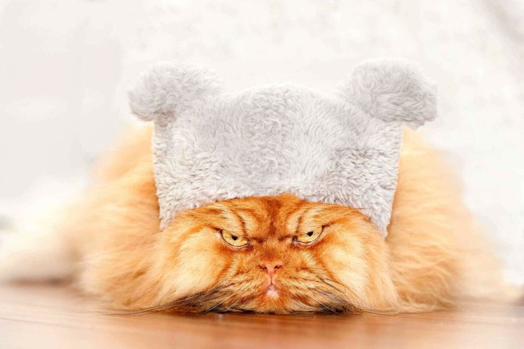 Кот в шапке