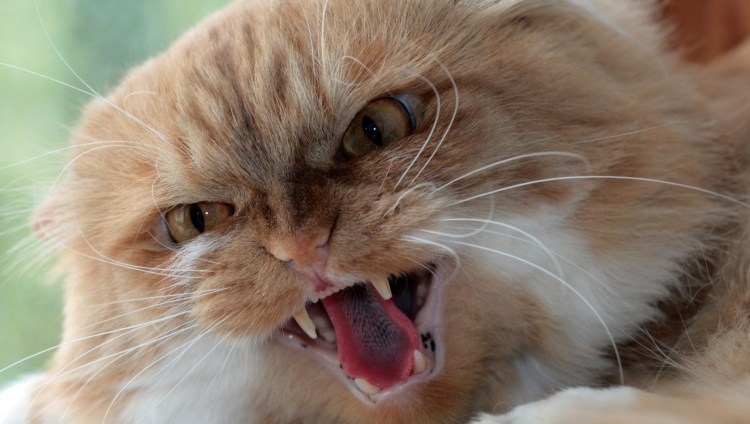 Бешеный рыжий кот