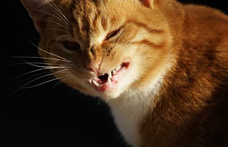 Персидская кошка злая