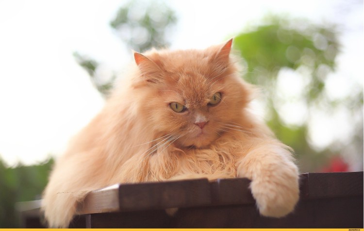 Гарфи самый злой кот в мире