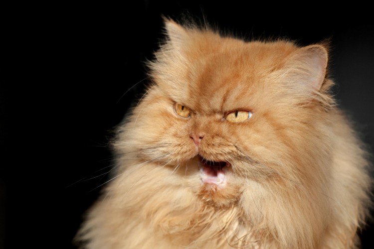 Рыжий кот шипит