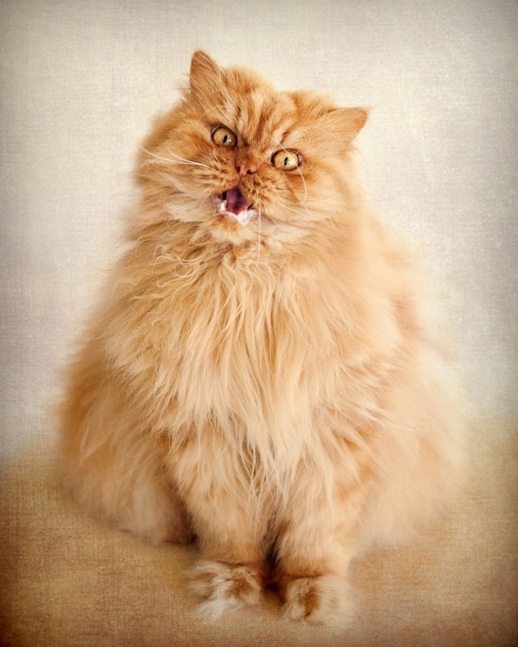 Злой бешеный кот