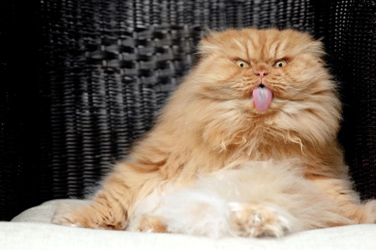 Персидский кот Гарфи