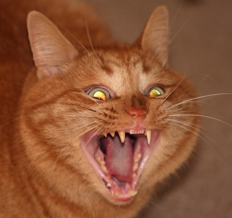 Полуперсидский кот рыжий