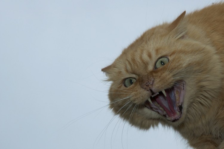 Злой рыжий кот картинка для детей