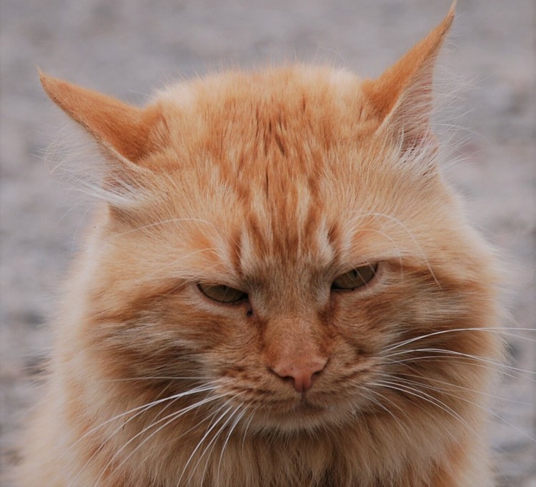 Кошечка в очках