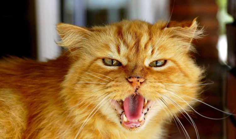 Злой новогодний кот