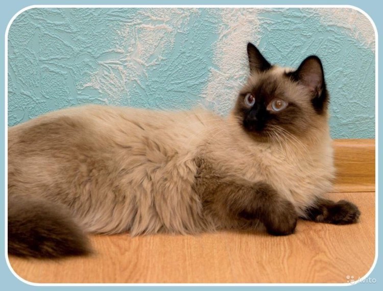 Невская маскарадная кошка дымчатая