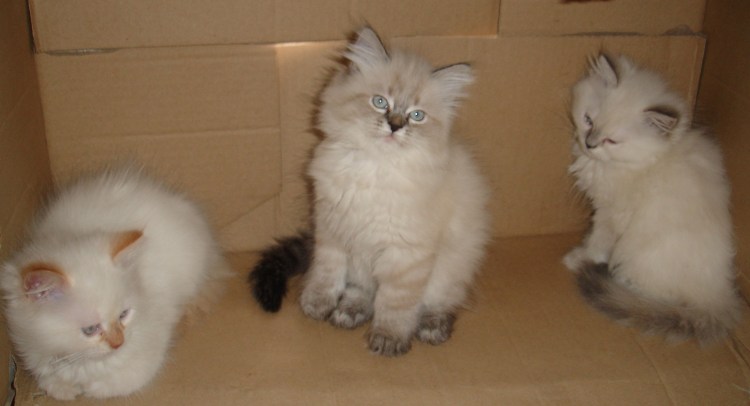 Порода кошек Невская маскарадная