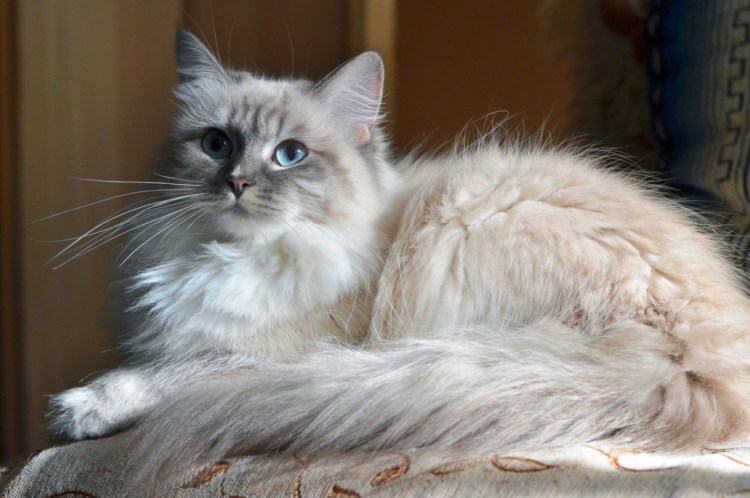 Сиамские длинношерстные котята