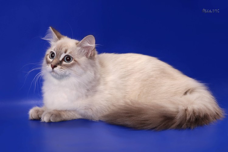 Невская маскарадная кошка