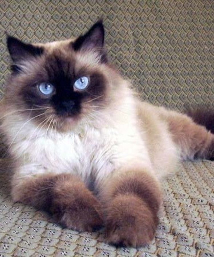 Кот похожий на енота