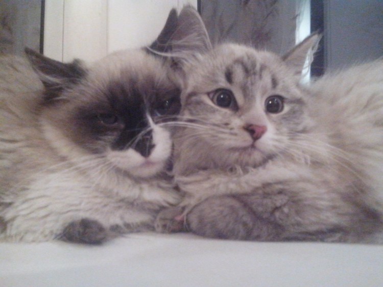 Невская гималайская Сиамская кошка