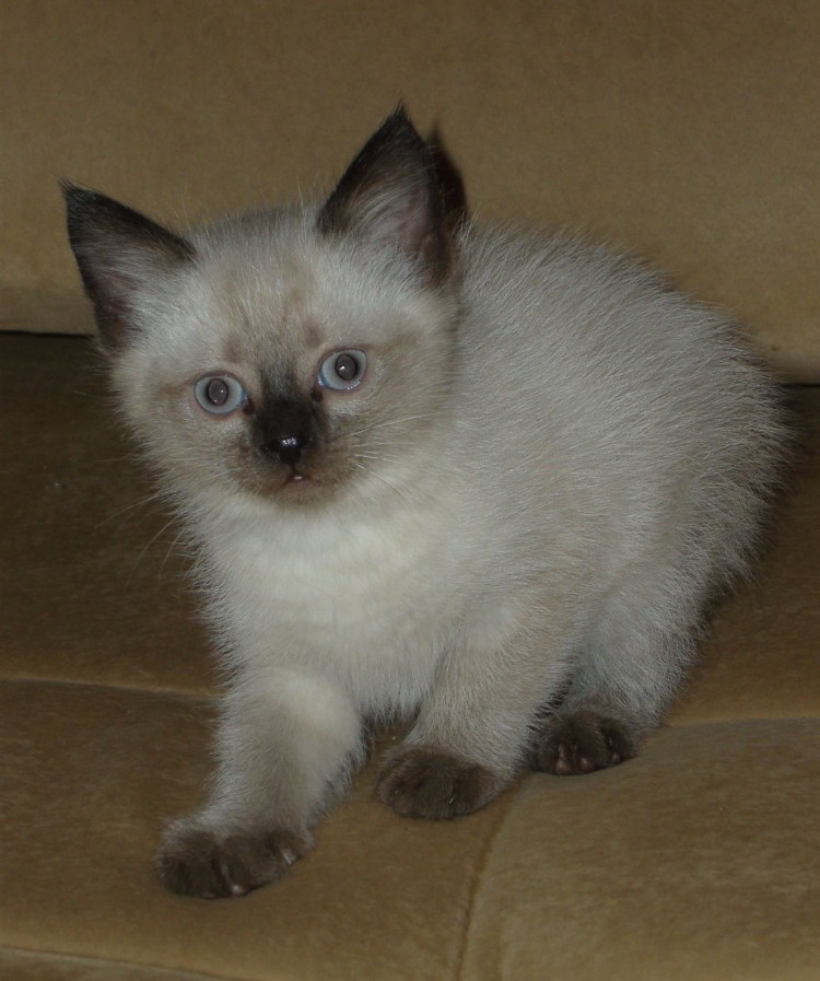 Тайская кошка сил тебби Пойнт смесь