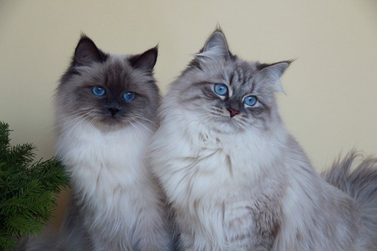 Персидская кошка колор Пойнт