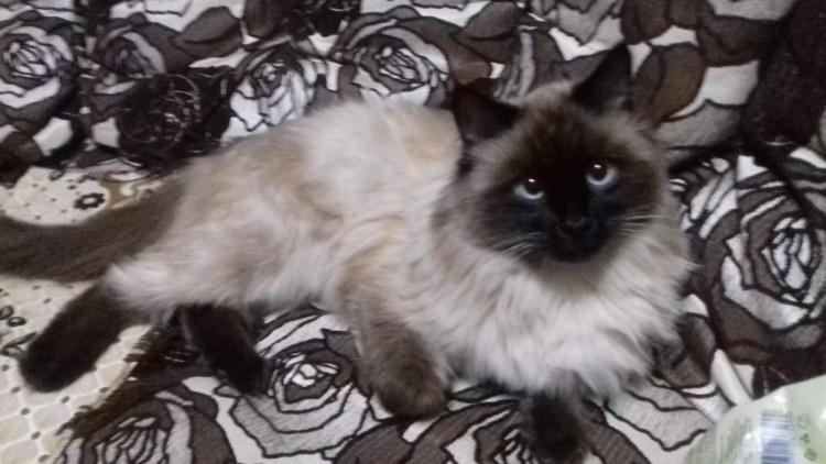 Невская маскарадная смесь