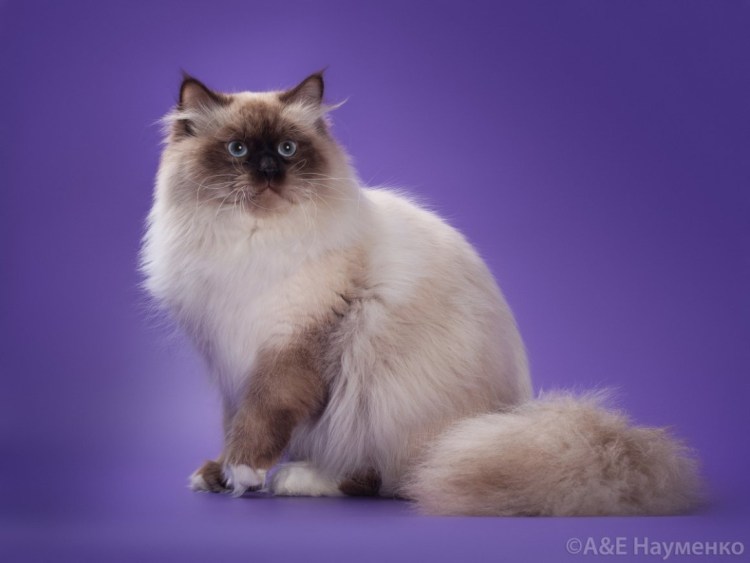 Невская маскарадная кошка Сиамская