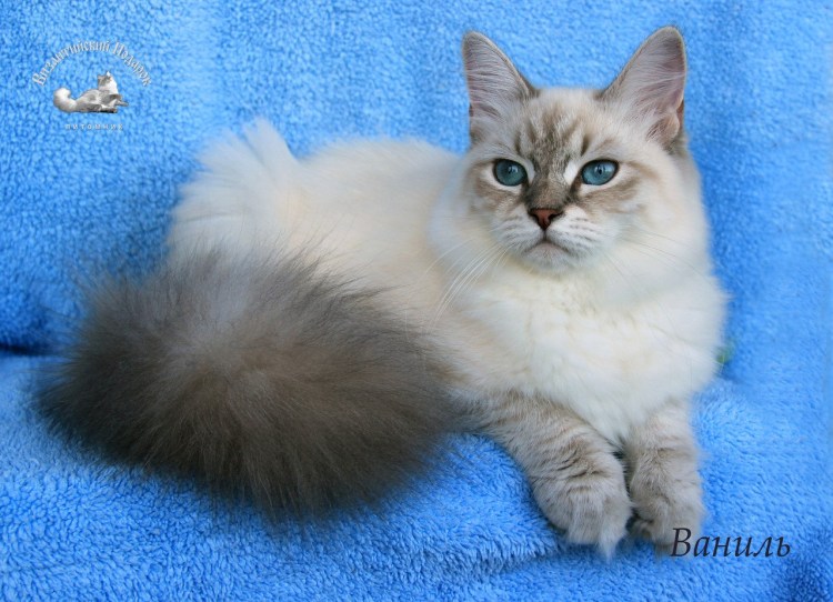 Смесь сиамской кошки с сибирской