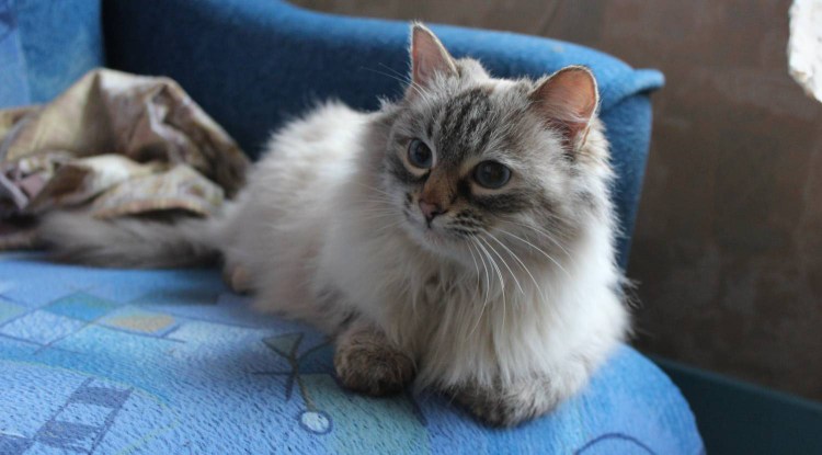 Сиамский кот смесь