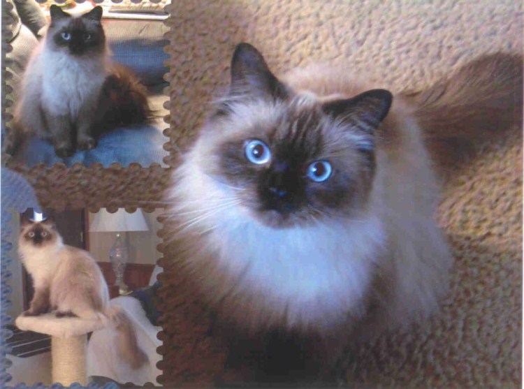 Невская маскарадная помесь