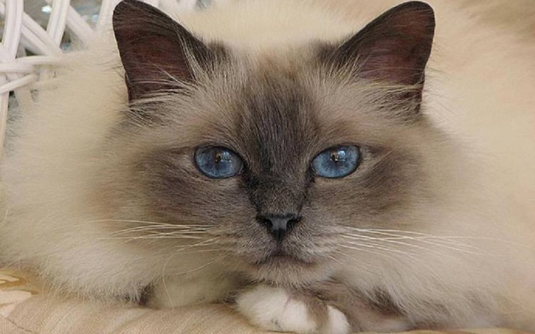 Невская маскарадная кошка короткошерстная