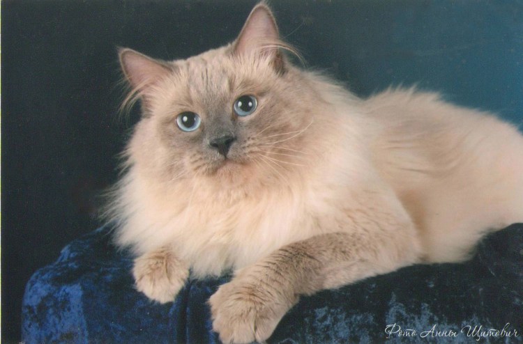 Порода кошек Сибирская маскарадная Невская
