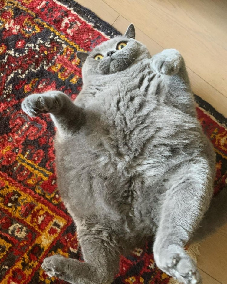 Японский кот зуу