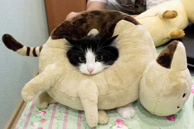 Британская Золотая шиншилла