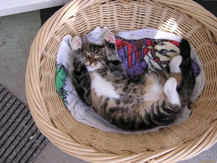 Художник-иллюстратор Jürgen Scholz