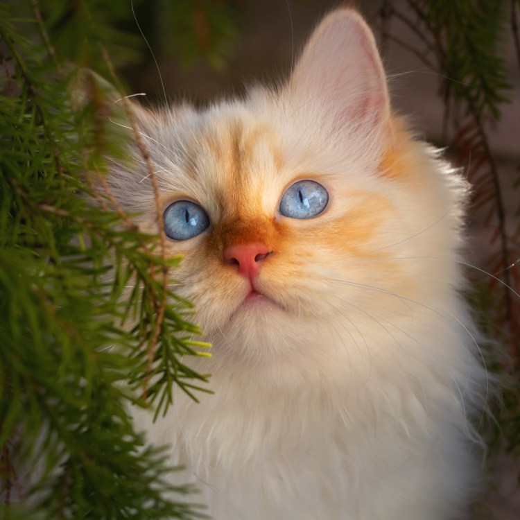 Jurgen Scholz художник