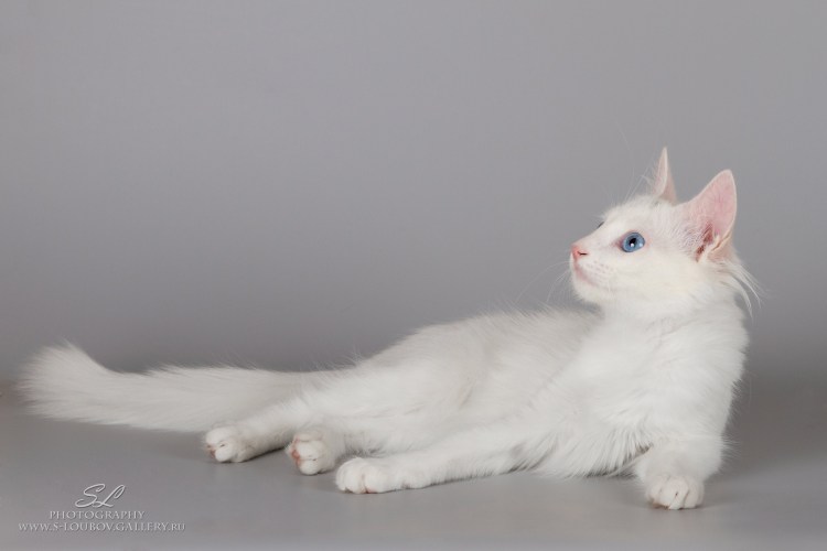 Турецкая ангора кошка черно белая