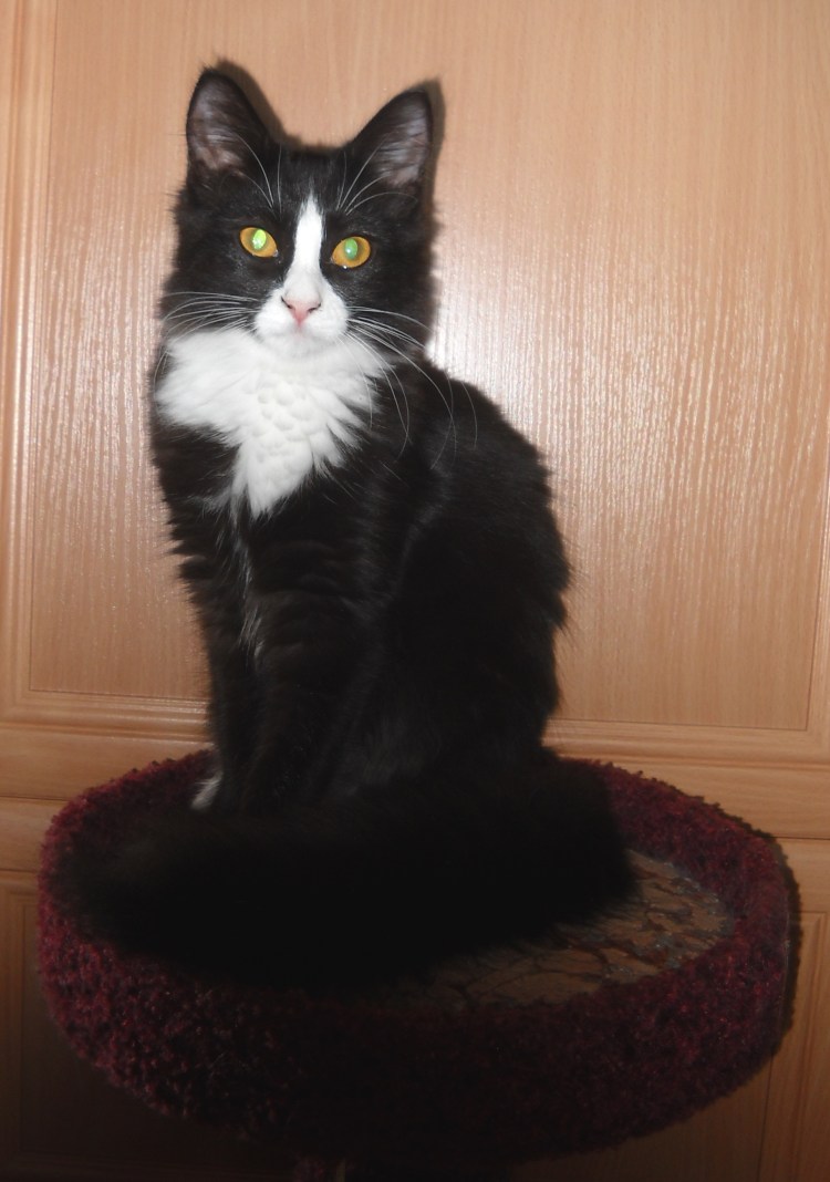 Турецкая ангора черная