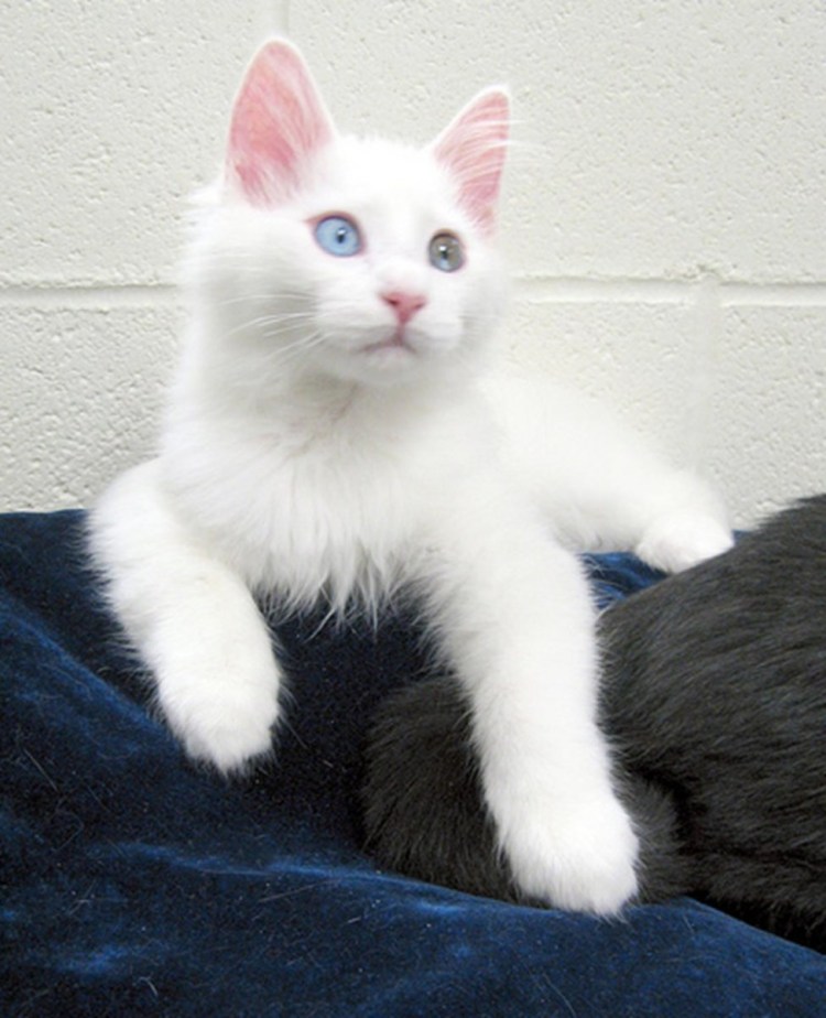 Турецкая ангора кошка черная с белым